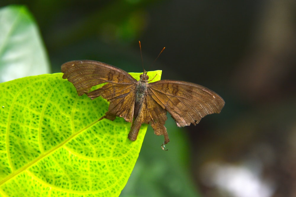 a moth on a leaf