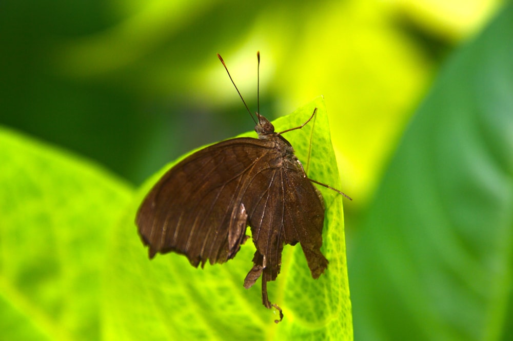 a brown moth on a green leaf