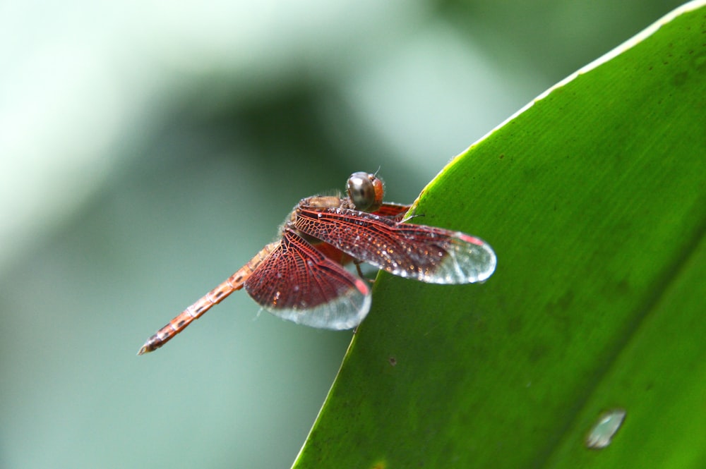 a bug on a leaf