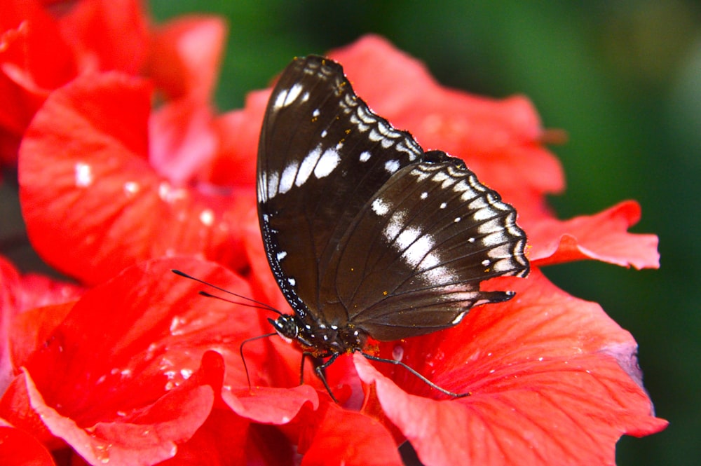 a butterfly on a flower