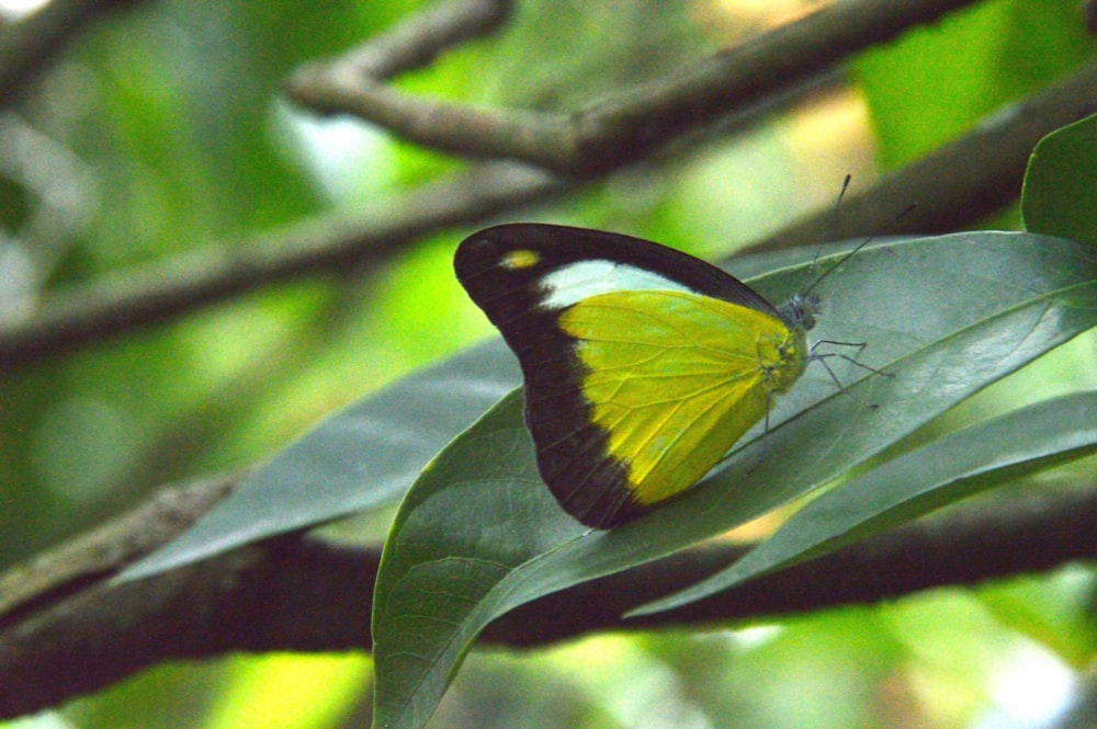 a butterfly on a leaf