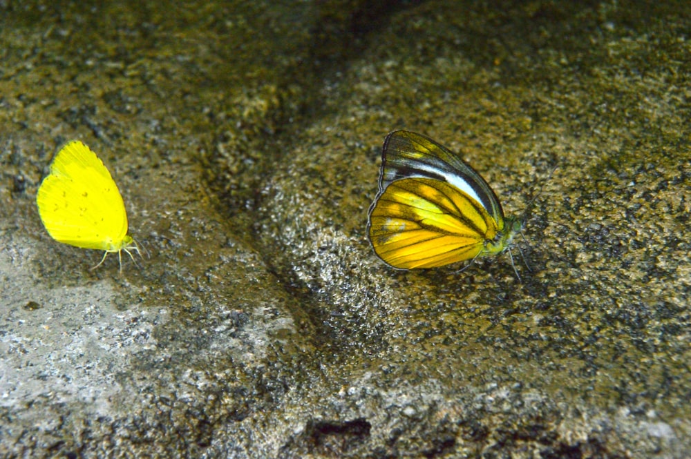 a couple of yellow fish swimming in water