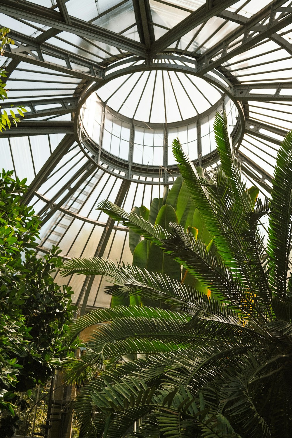 uma grande planta de interior