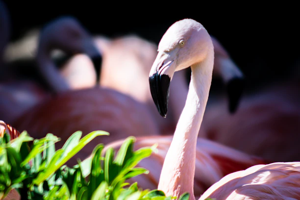 a bird with a long beak