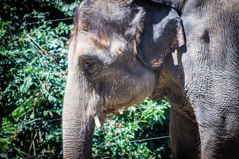 an elephant with tusks