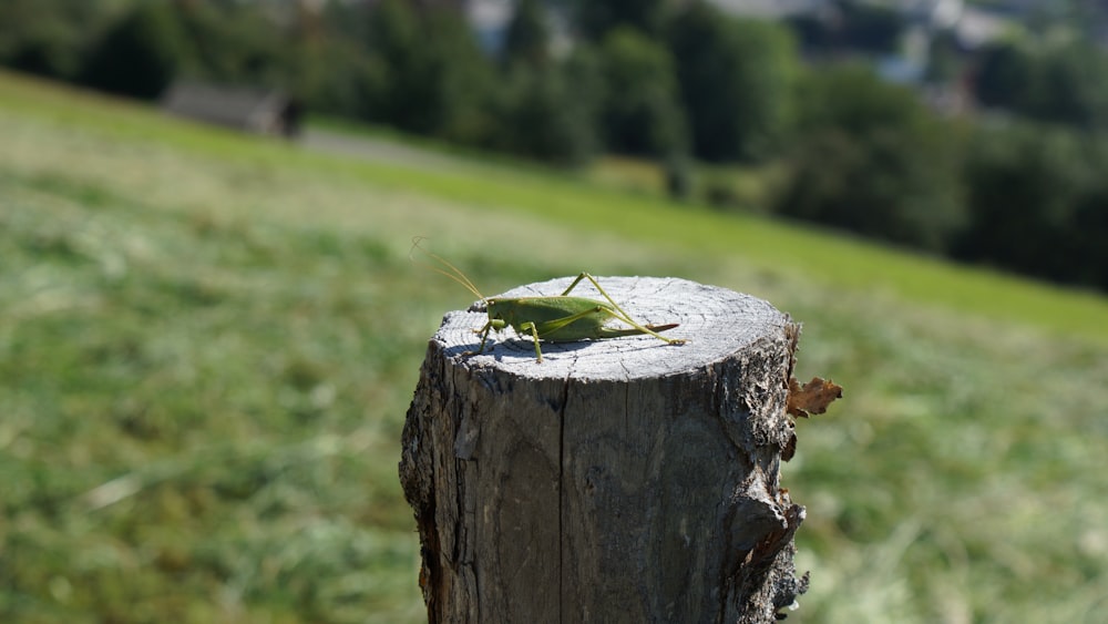 a green insect on a tree stump