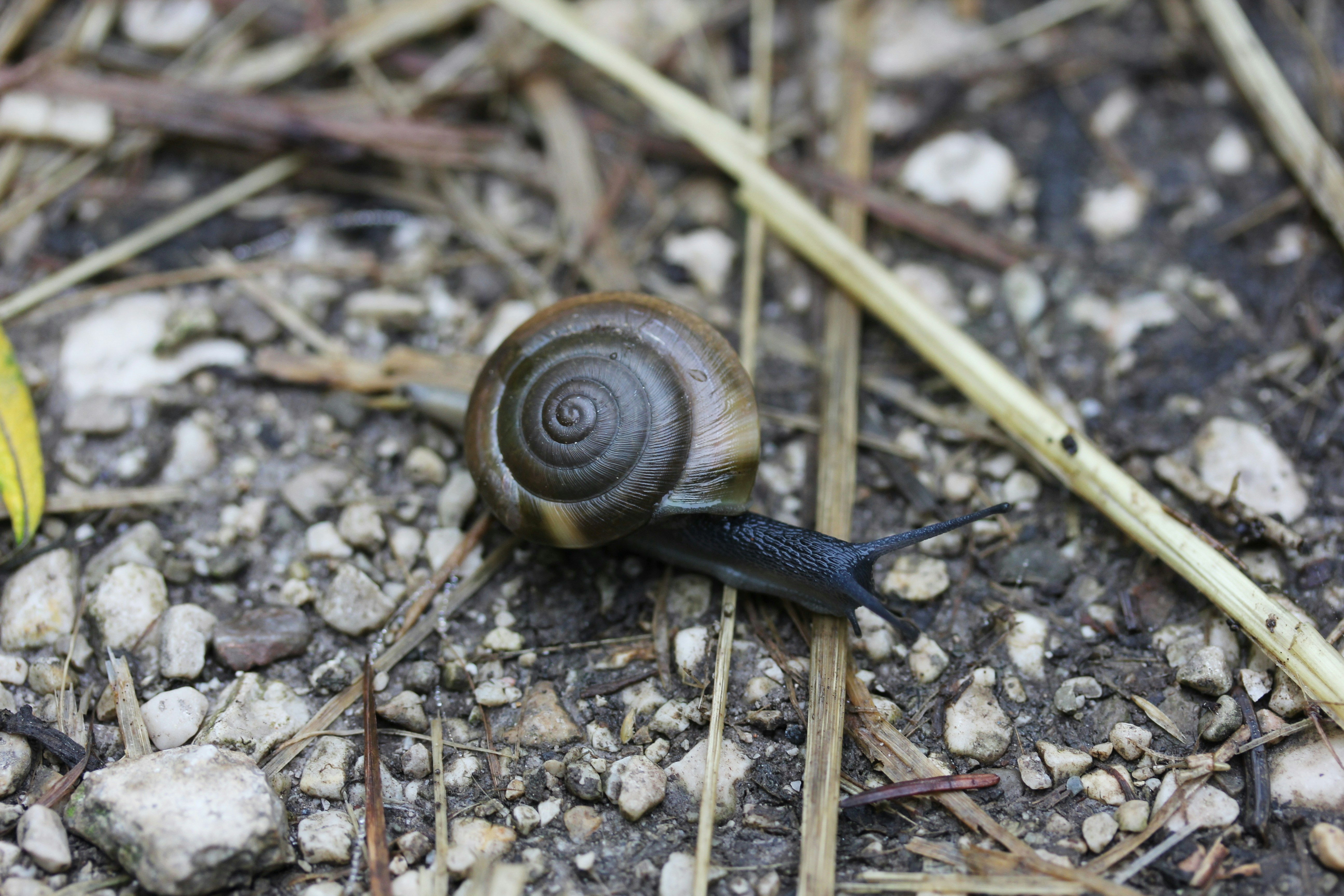 Photo by henrymacfly