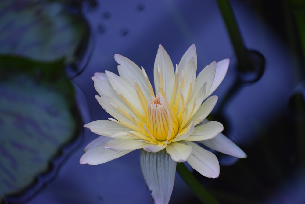 a white flower with yellow center