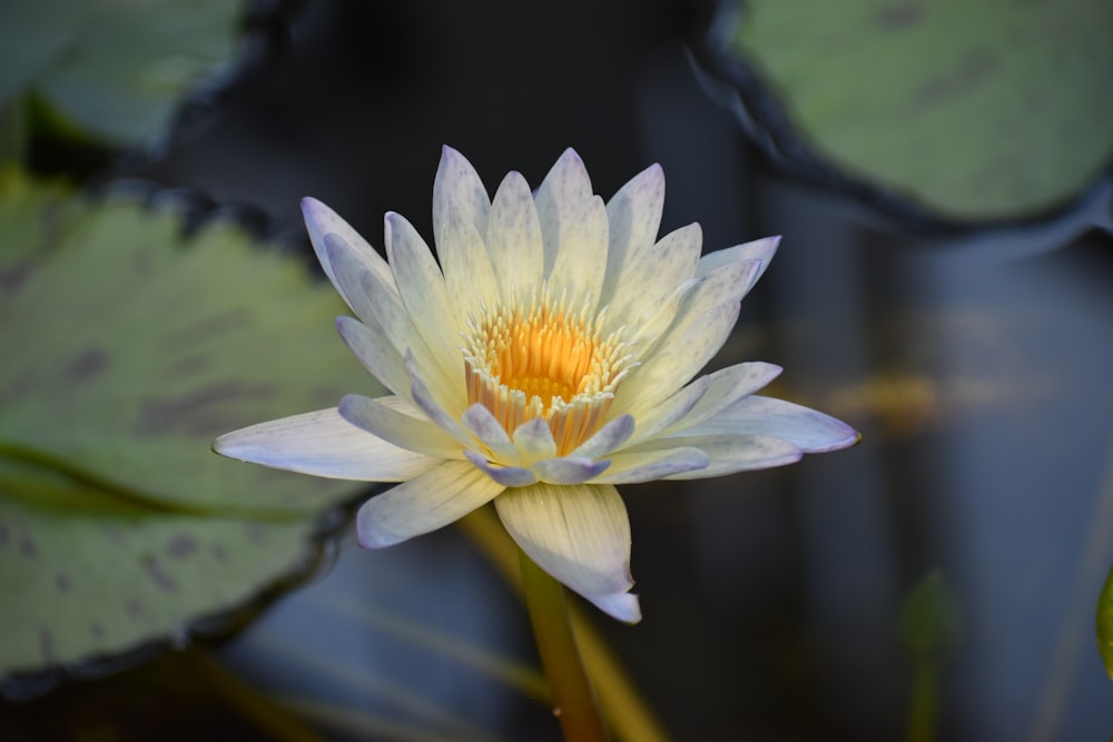 a white flower with yellow center