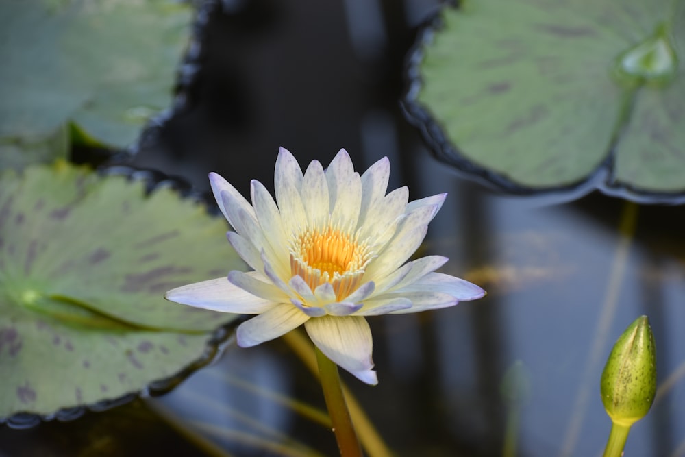 a white flower on a lily pad