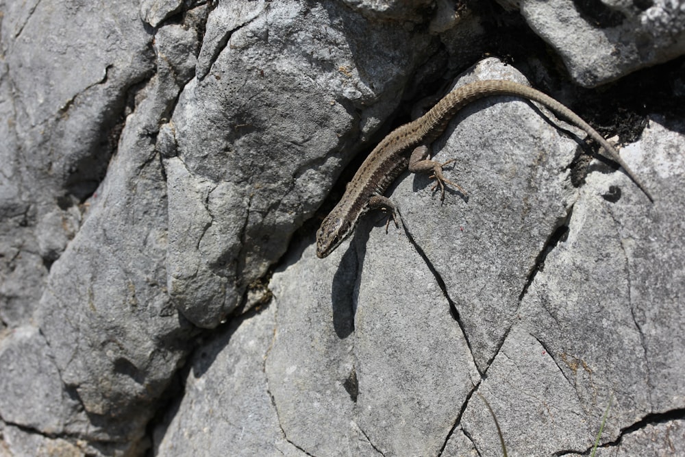 um lagarto em uma rocha
