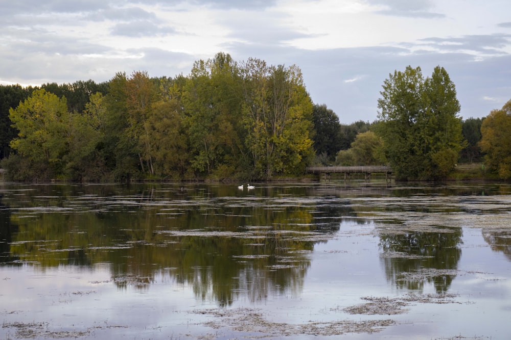 a body of water with trees around it