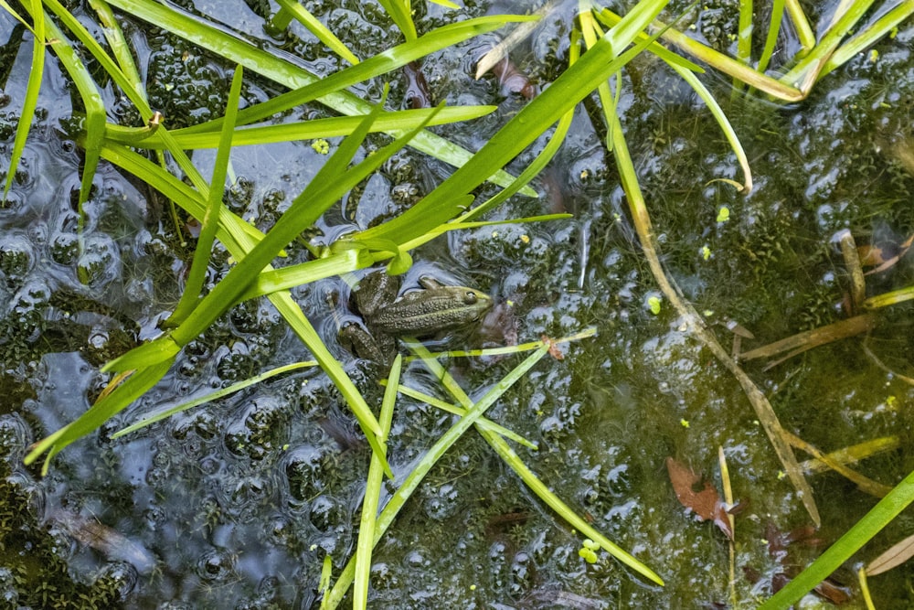 a frog on a leaf