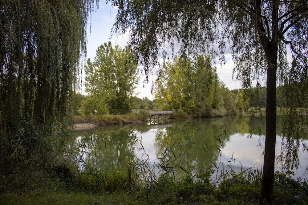 a lake surrounded by trees