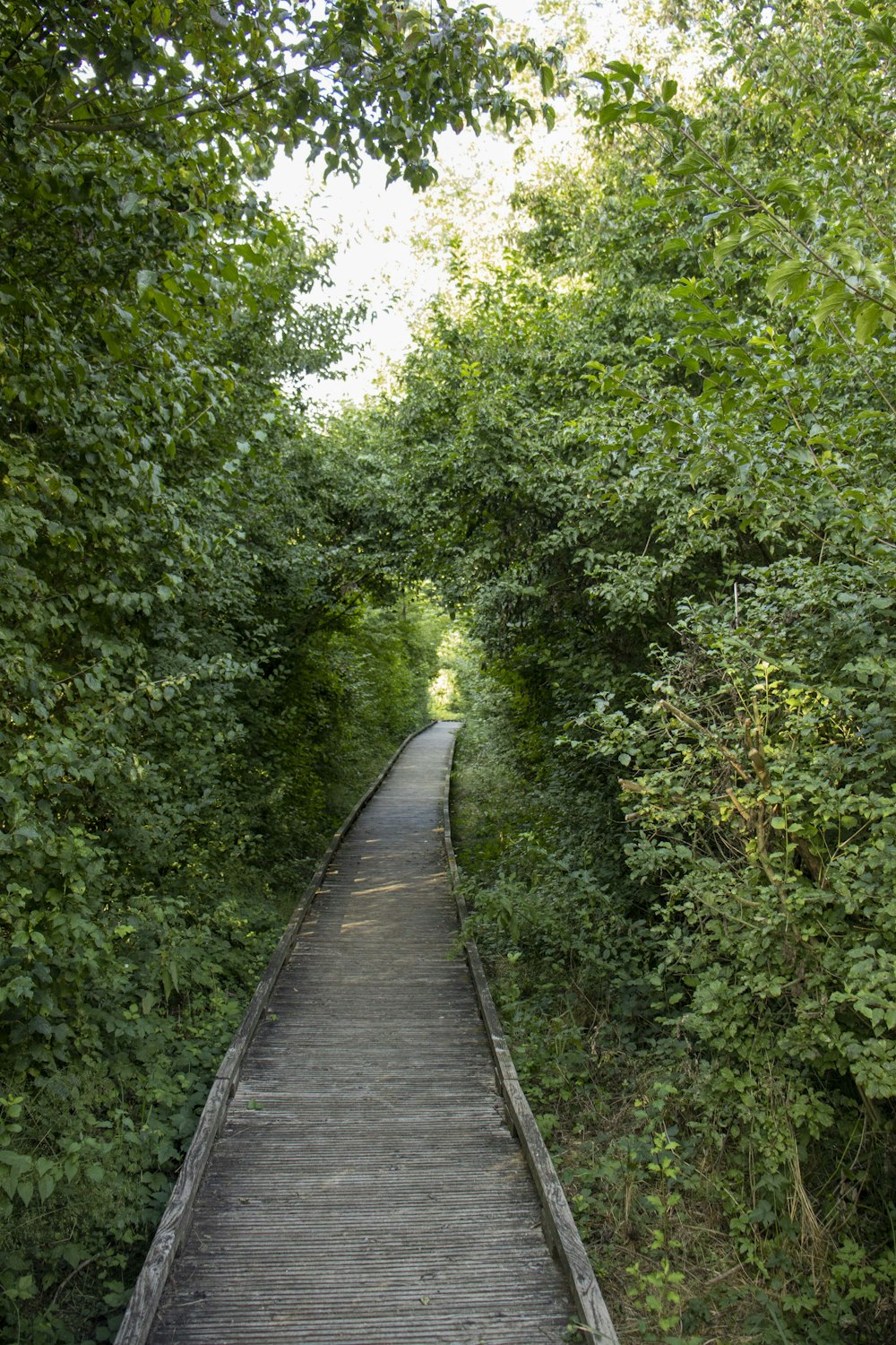 a wooden walkway through a forest