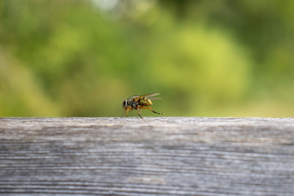 a bee on a wood surface