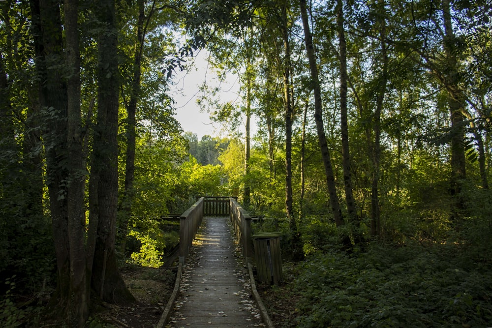 a path through a forest