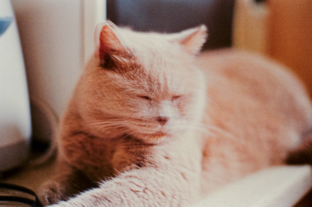 a cat lying on a bed