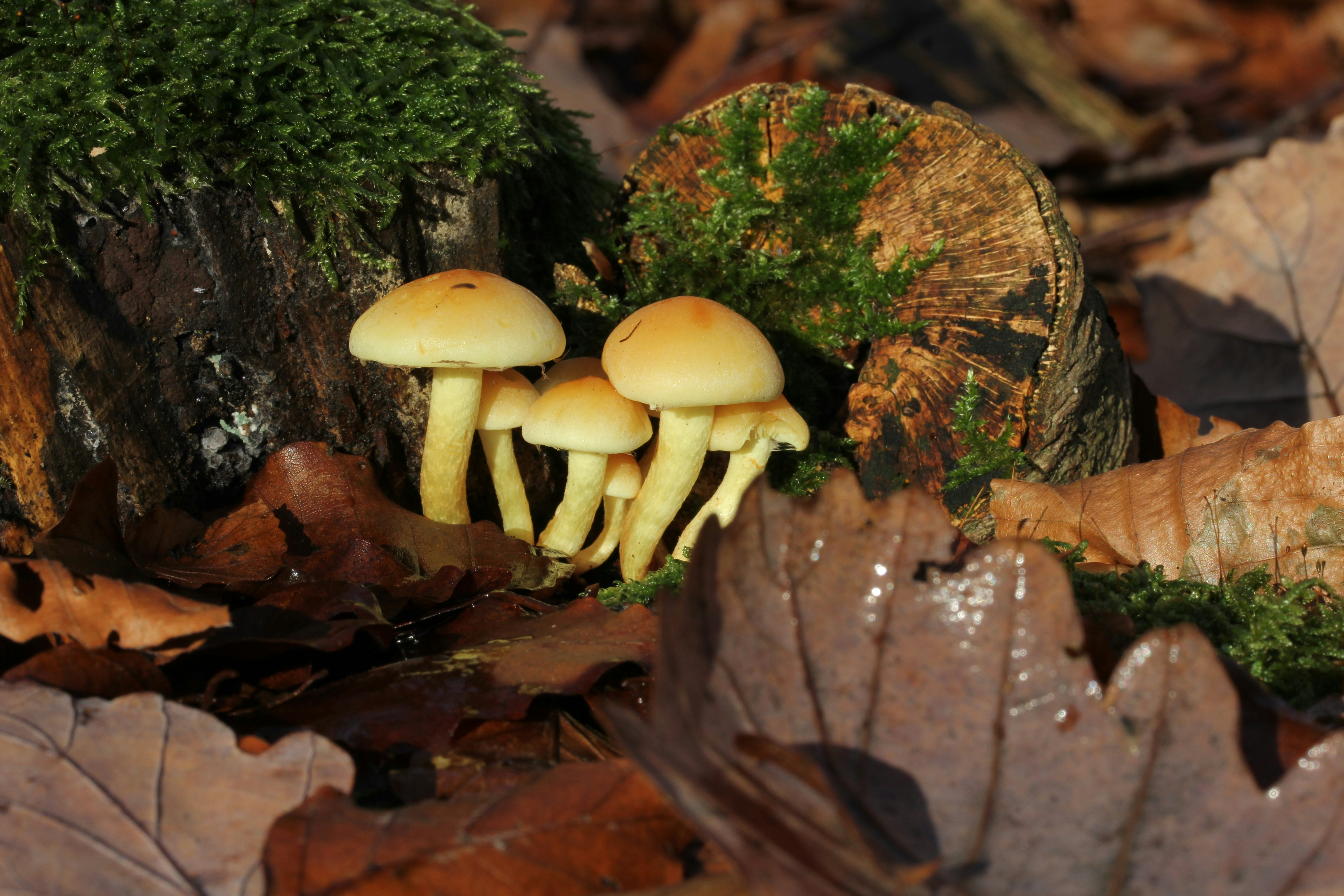 Photo by henrymacfly