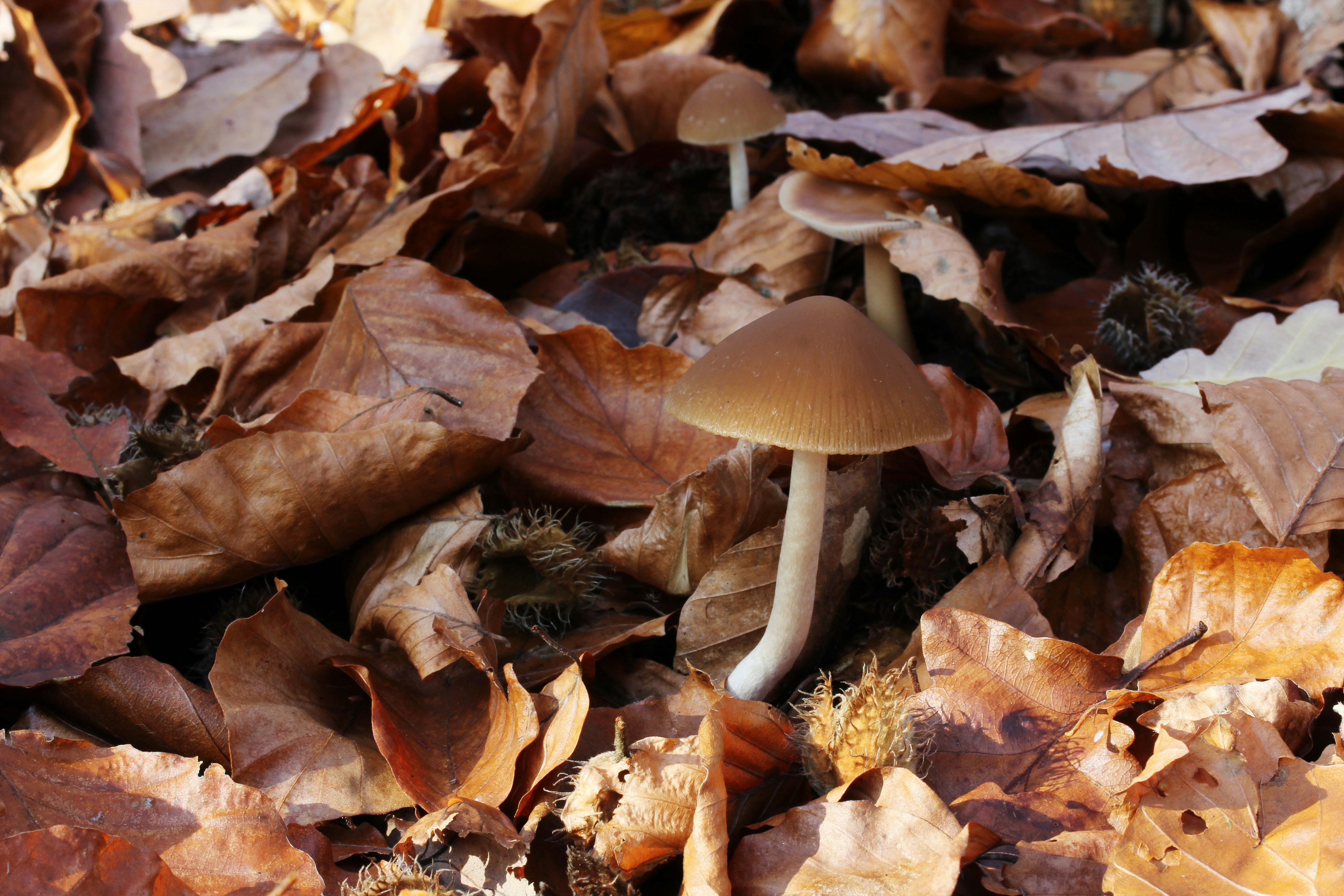 Photo by henrymacfly