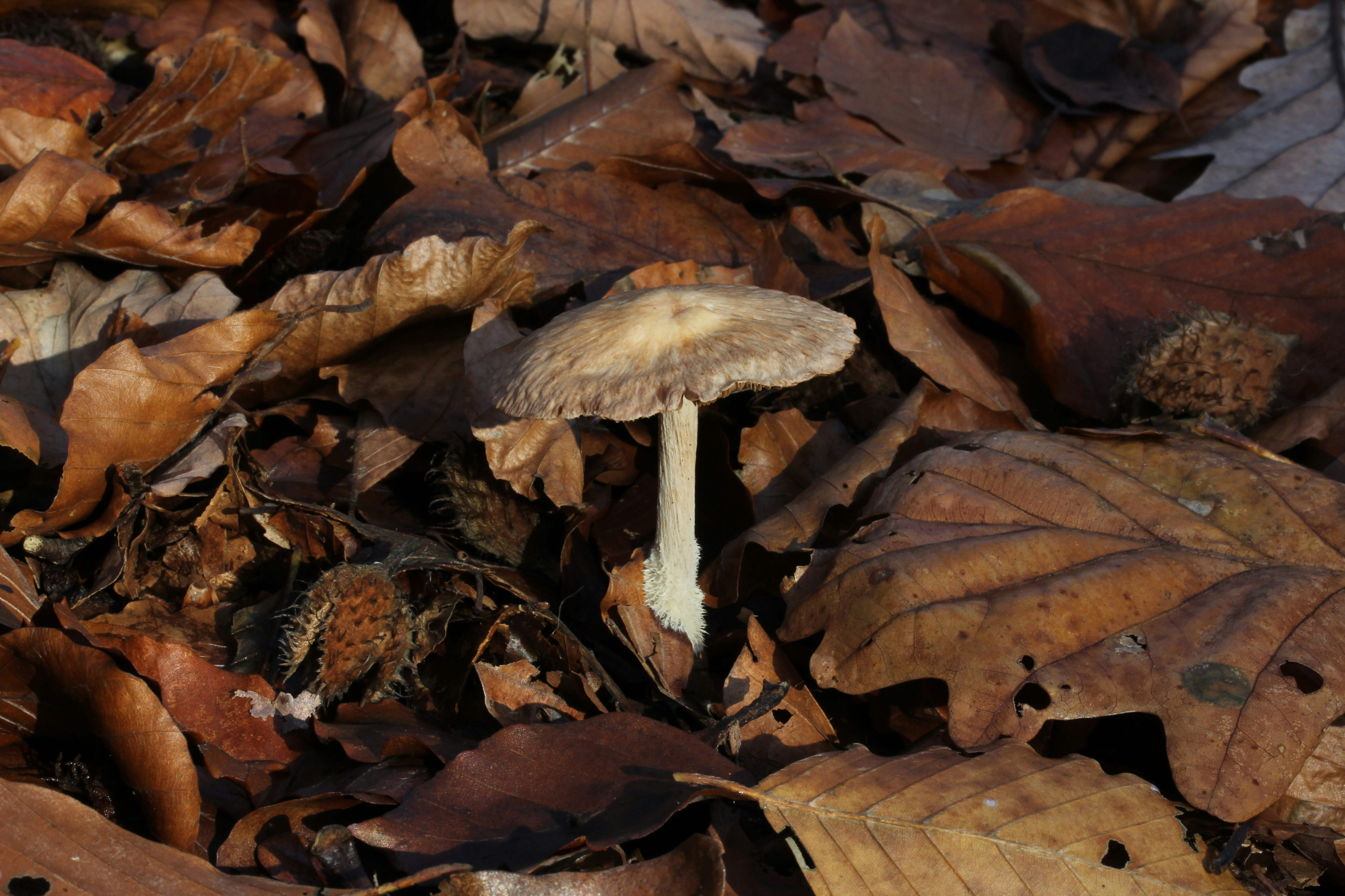 Photo by henrymacfly