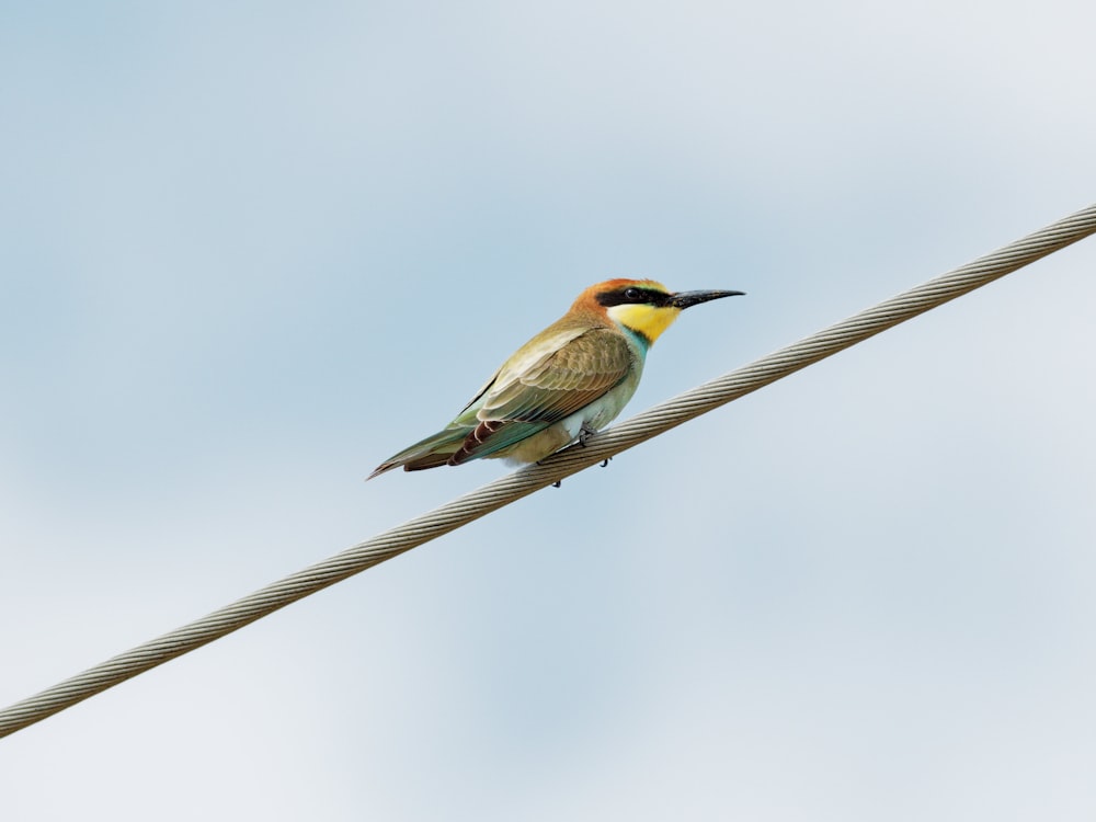 un uccello su una corda