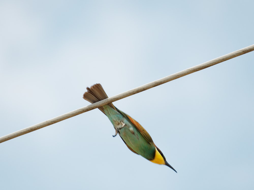 Un uccello che vola nel cielo