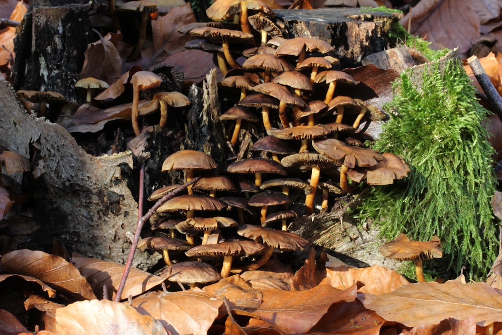 a group of mushrooms