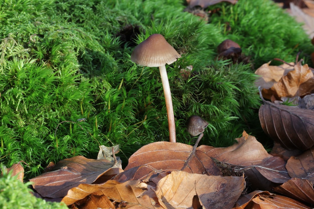 mushrooms growing in the grass