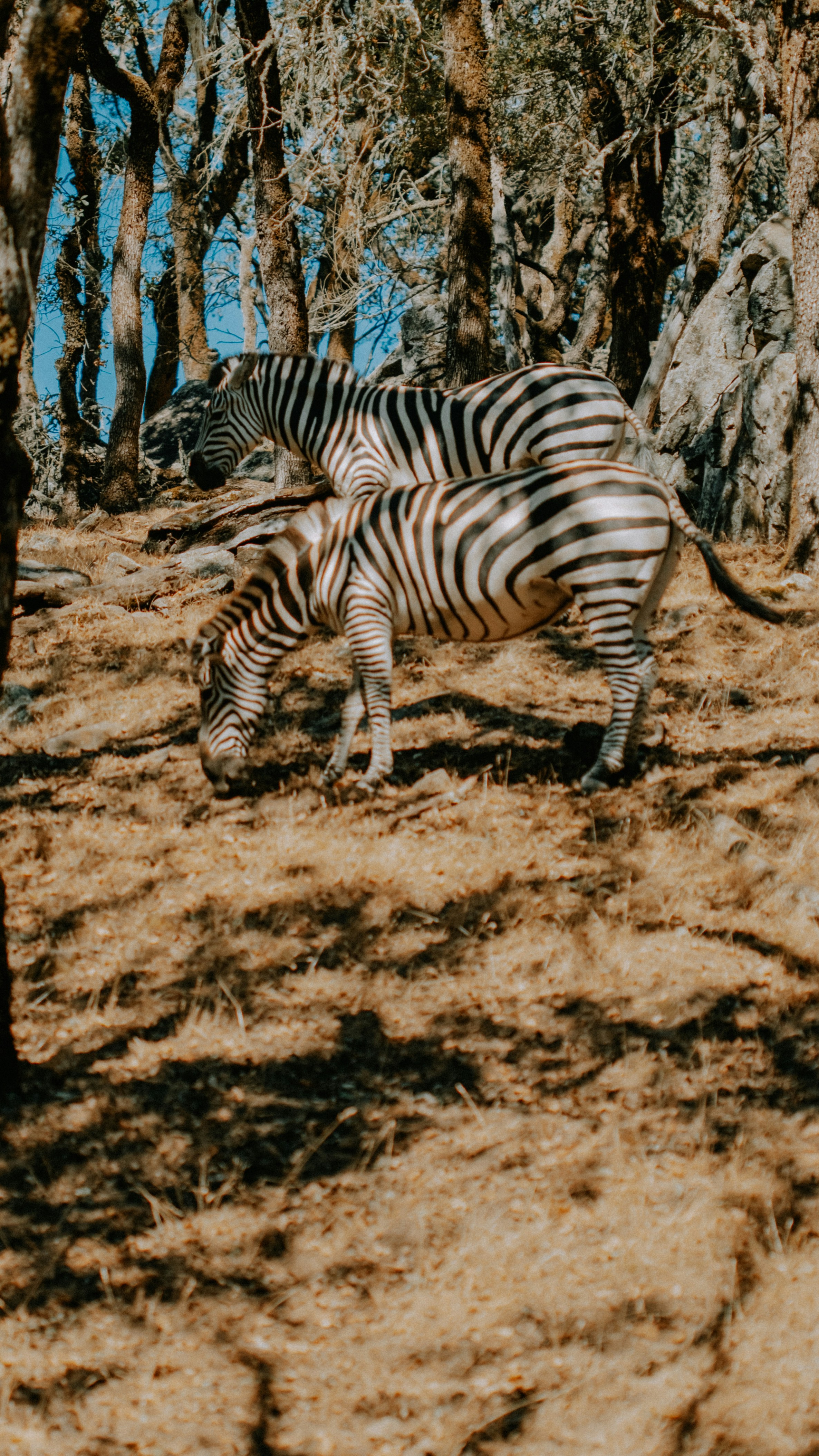 zebras grazing in the wild