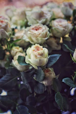 A soft ivory rose nestled among blush peonies and sage eucalyptus leaves.