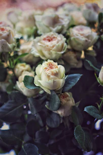 A soft ivory rose nestled among blush peonies and sage eucalyptus leaves.