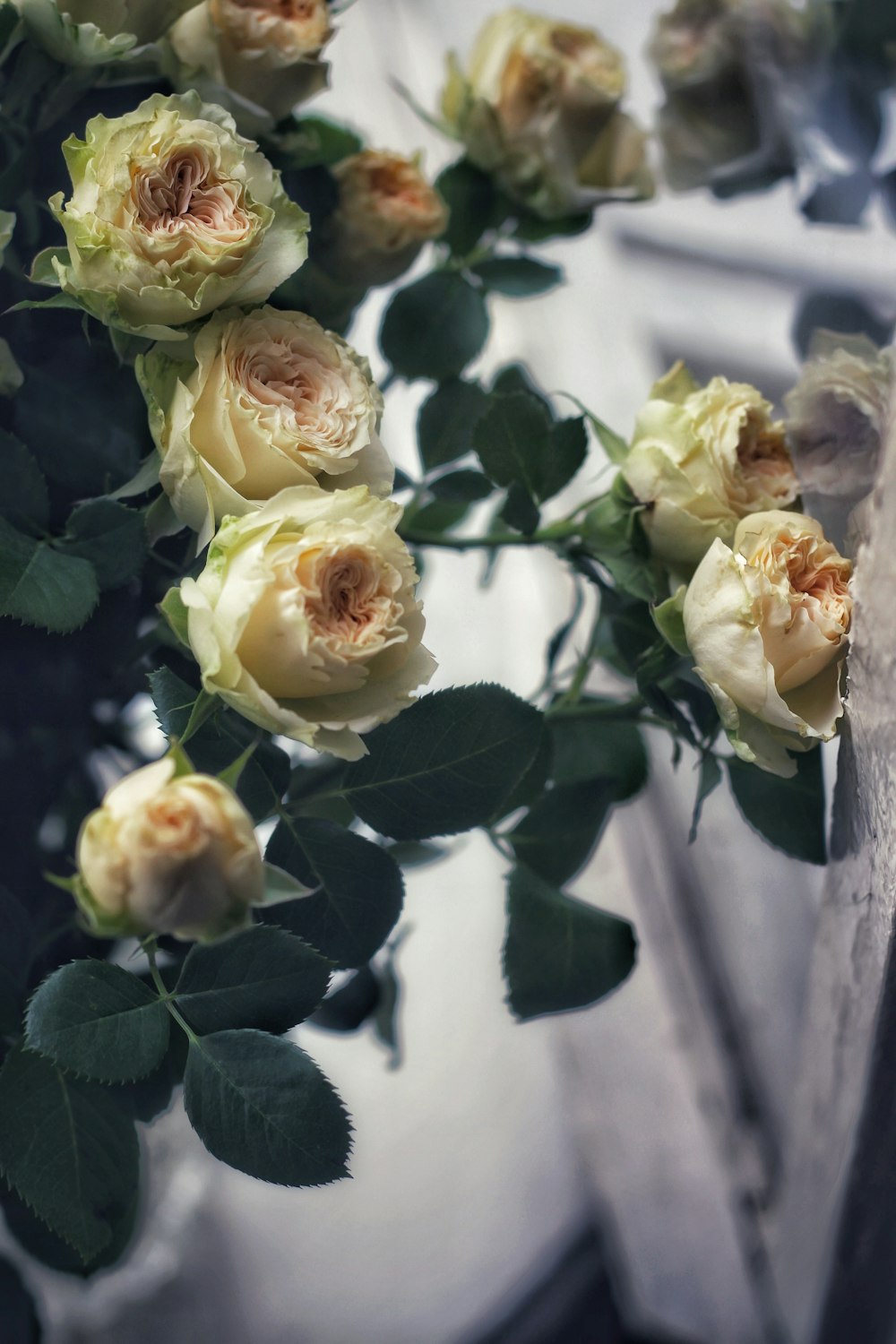 a bouquet of yellow roses