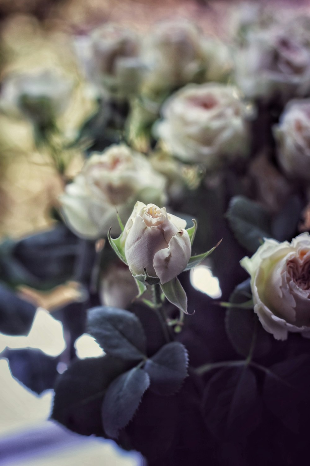 a close up of flowers