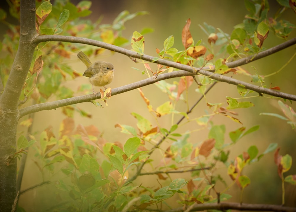 Un pájaro posado en una rama