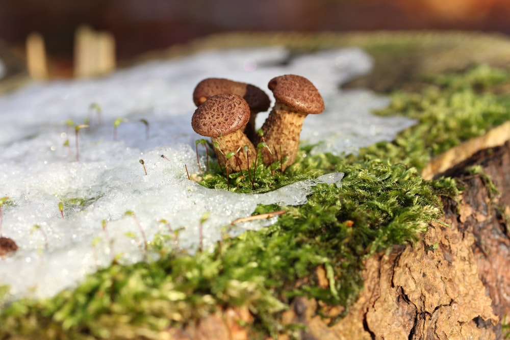 a group of mushrooms growing on a log