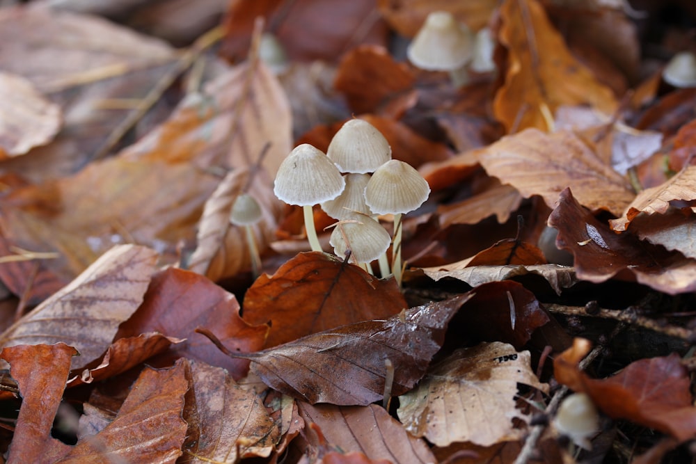 a group of mushrooms growing in a pile of leaves