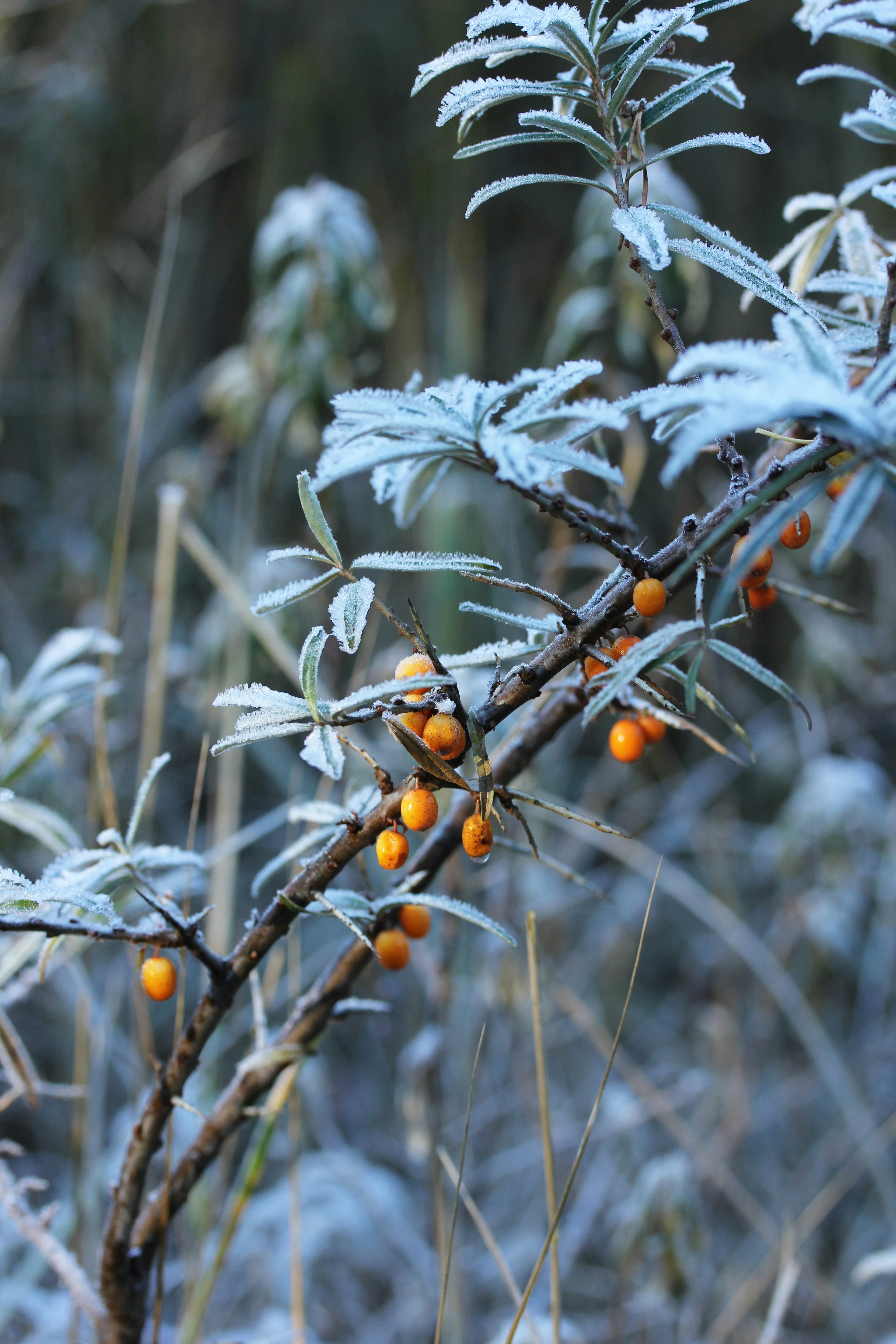 a close up of a plant with snow on it