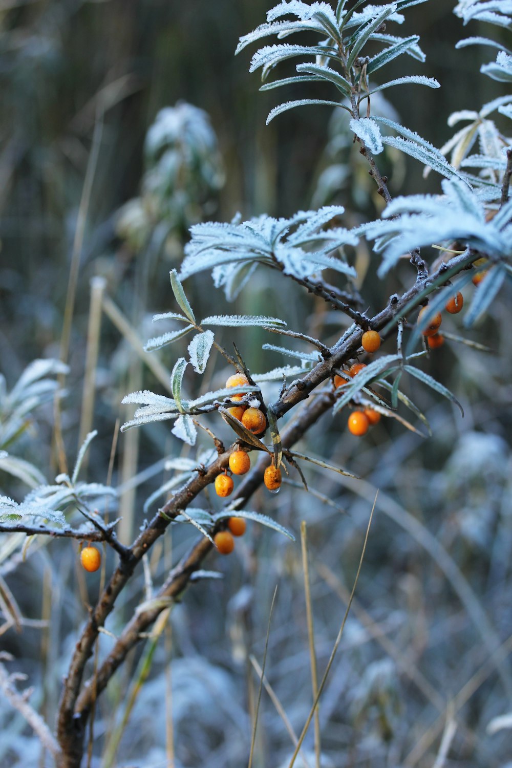 un gros plan d’une plante avec de la neige dessus