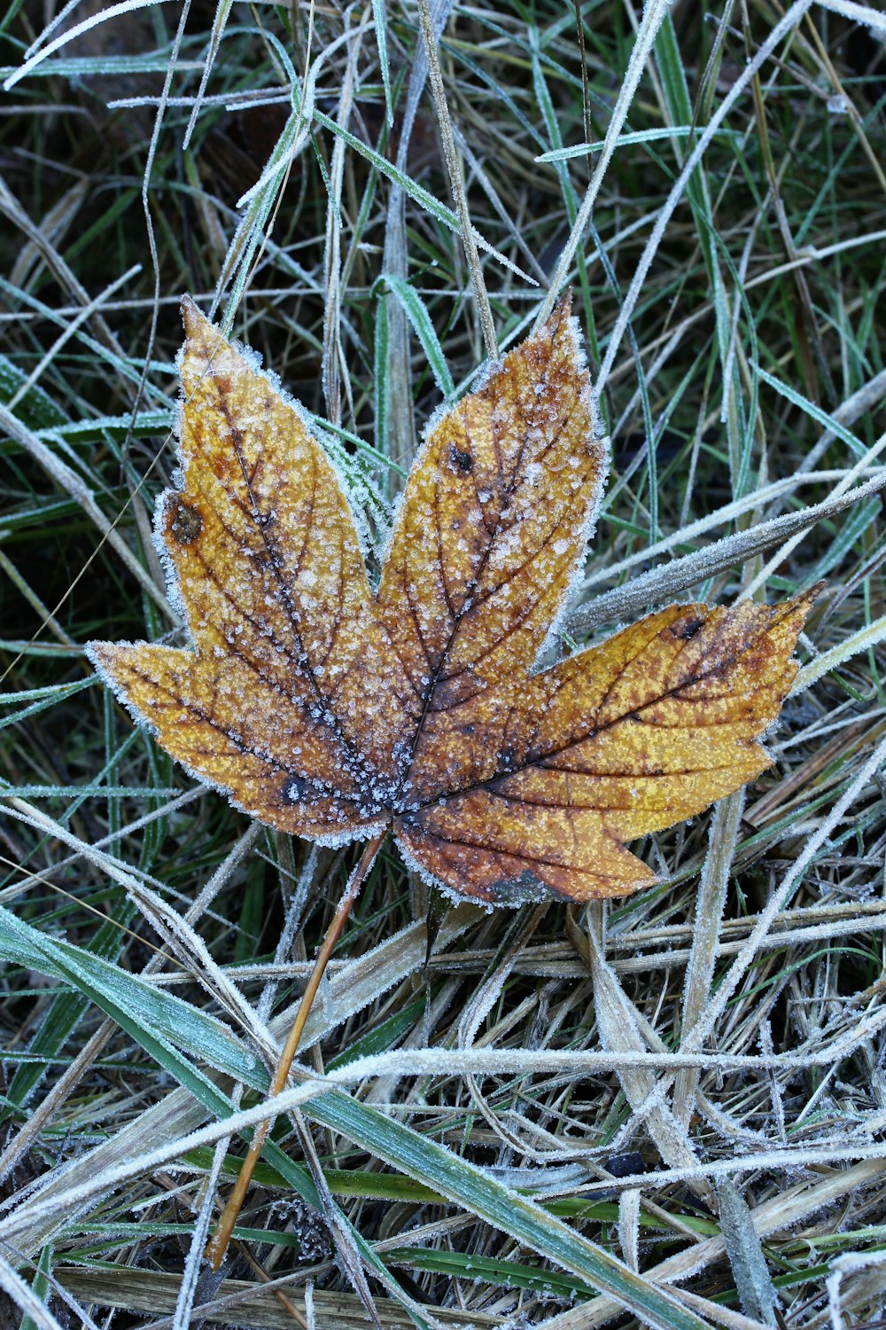 a brown leaf on grass