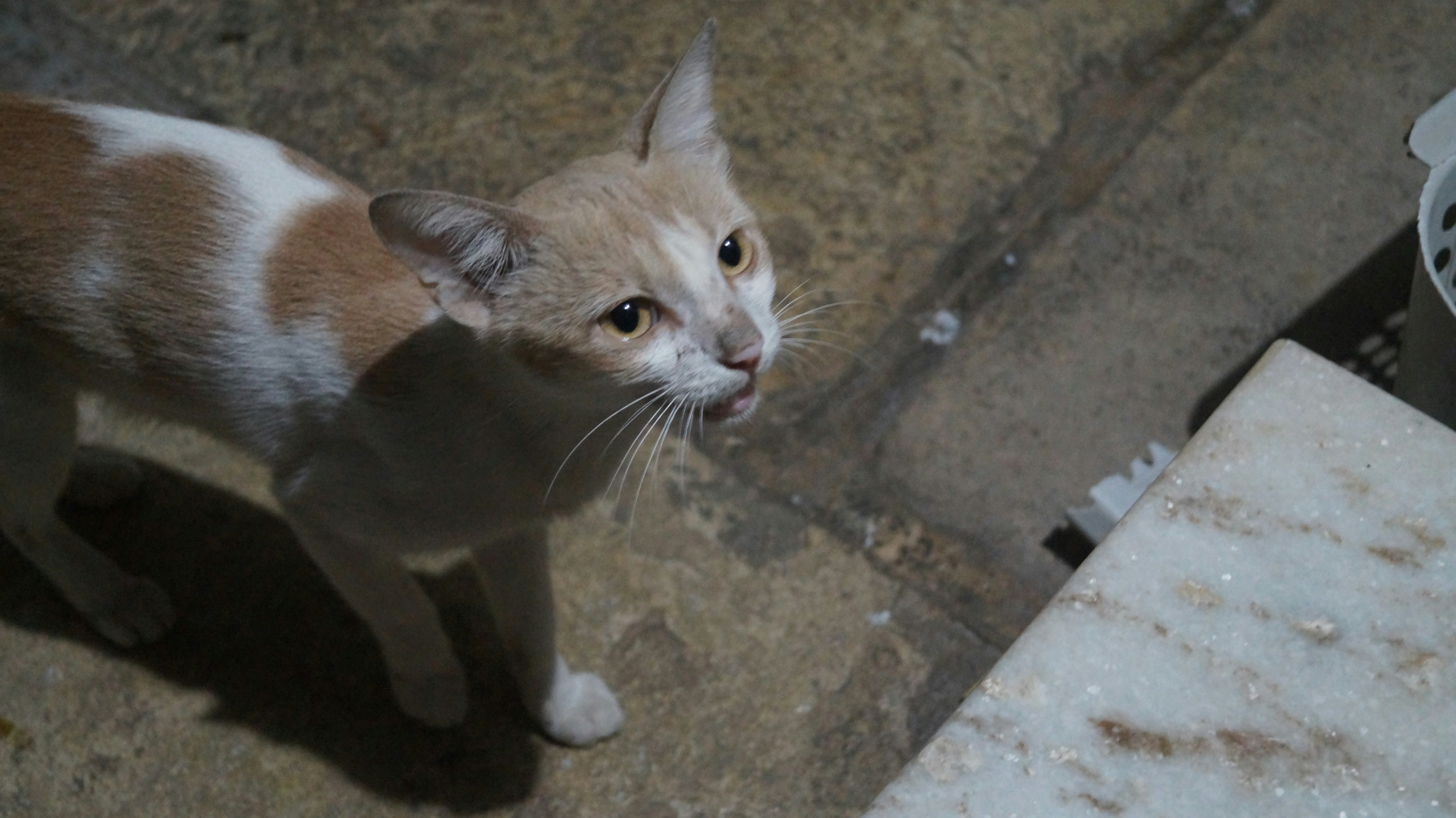 a cat standing on a sidewalk