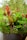 A lush and vibrant display of various tropical plants and flowers in a large planter. The center features large red and green broad leaves, surrounded by smaller foliage and vivid pink and white flowers. The background is blurred, emphasizing the richness of the plants.