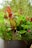 A lush and vibrant display of various tropical plants and flowers in a large planter. The center features large red and green broad leaves, surrounded by smaller foliage and vivid pink and white flowers. The background is blurred, emphasizing the richness of the plants.