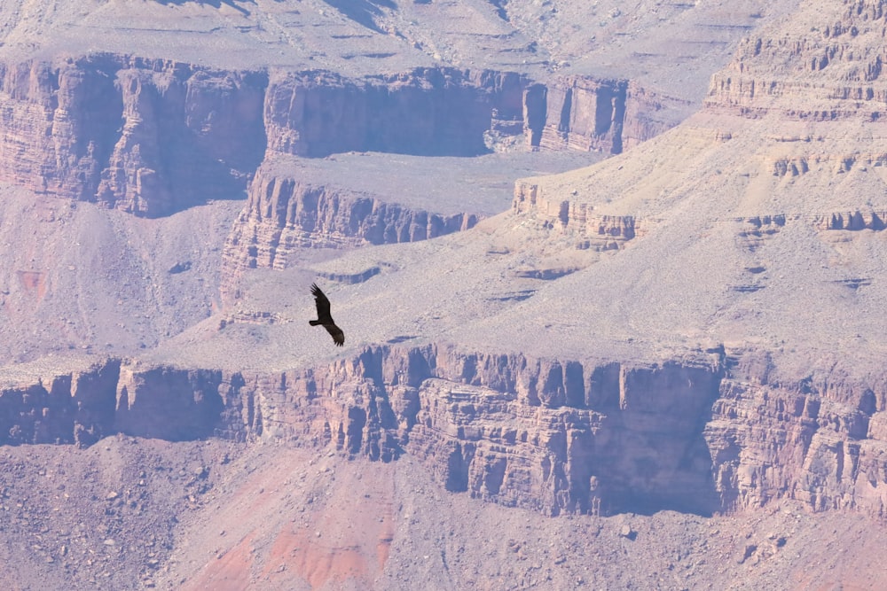 a bird flying over a canyon