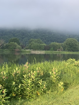 A landscape featuring a serene body of water surrounded by lush greenery and dense forest. A gentle layer of mist hovers around the treetops, creating a calm and tranquil atmosphere. In the foreground, vibrant green grass and plants border the water’s edge. Wooden structures, possibly bridges or observation decks, are visible across the lake.