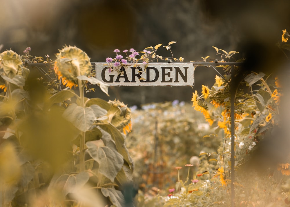 un gros plan de quelques fleurs