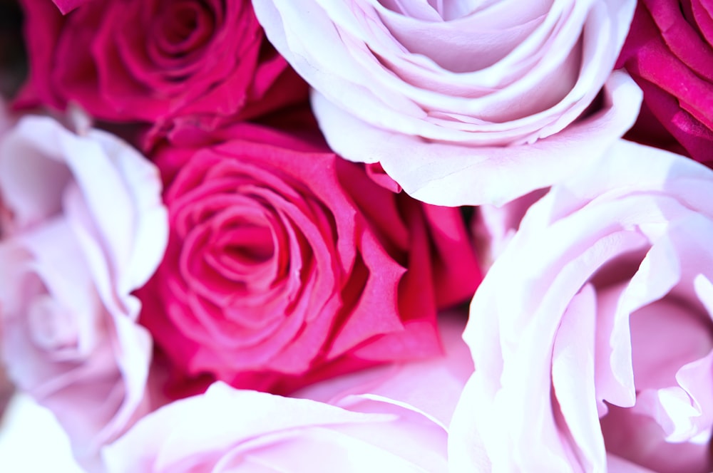 a close up of pink roses