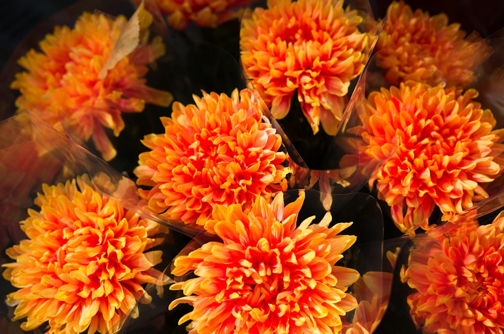 a group of orange flowers