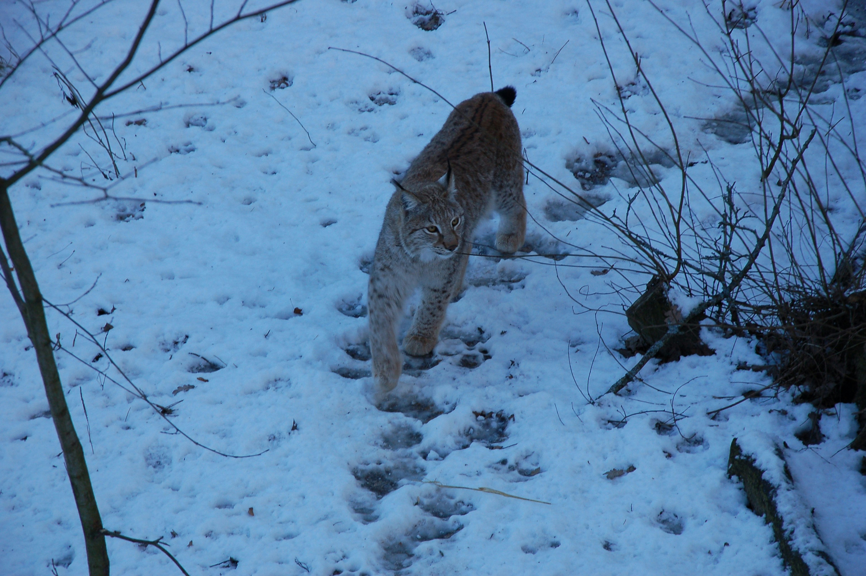 Adaptable Diet (image credits: unsplash)