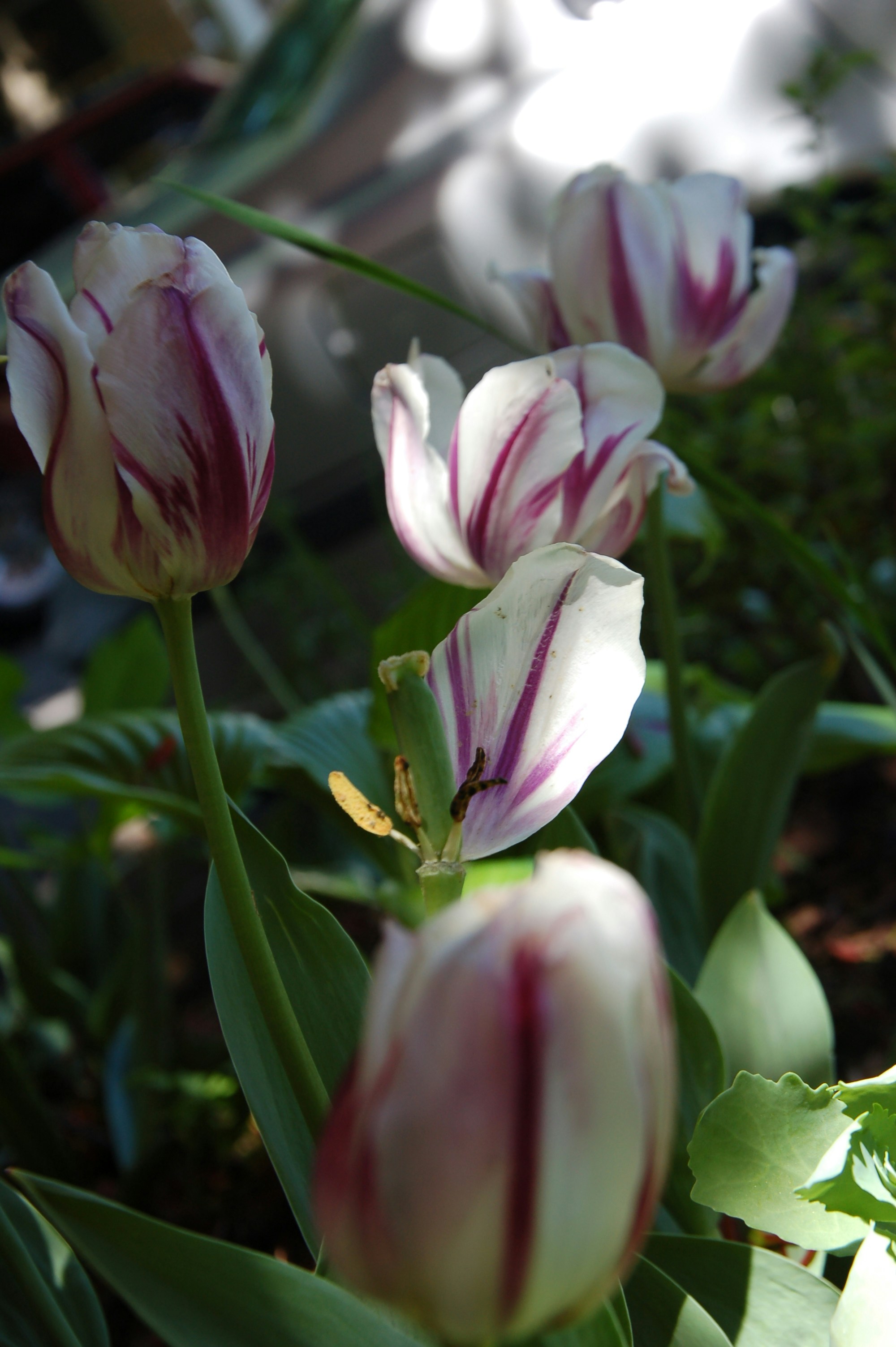 Photo by attieldfjall